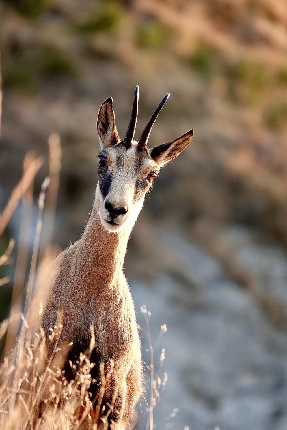 Camoscio, immagine Dipartimento del Territorio