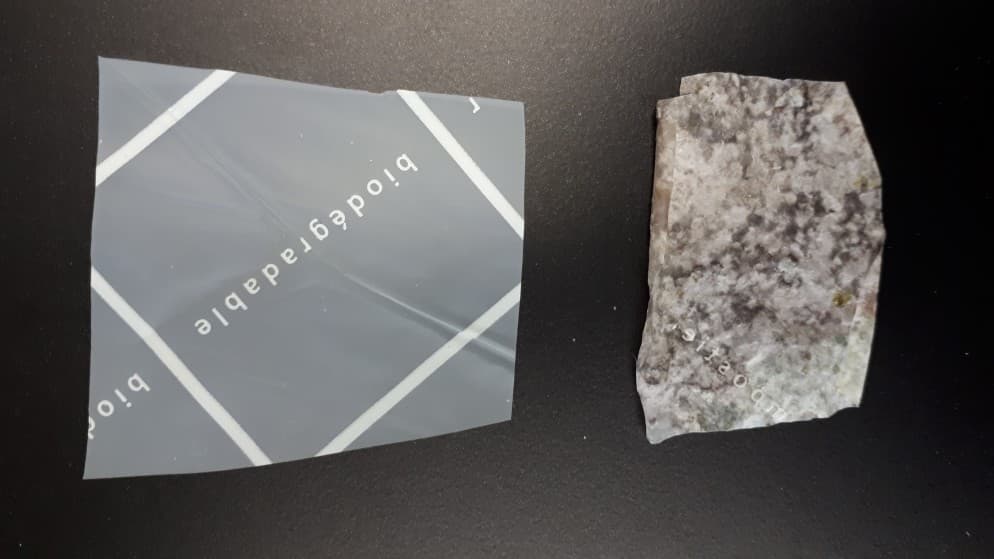 Un pezzo di pellicola compostabile prima e dopo l'interramento nel terreno alpino. All'inizio entrambi i pezzi erano della stessa dimensione. Foto: Joel Rüthi
